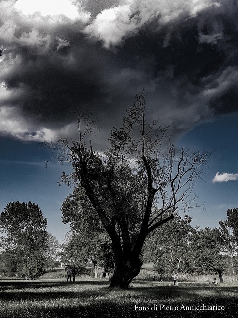 Free Tree Cloud photo and picture