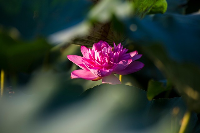 Loto, Flor, Flor De Loto, Flor Rosa