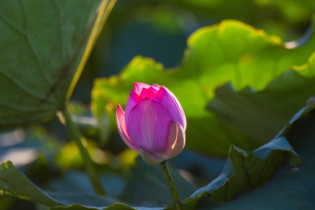 Loto, Flor, Flor De Loto