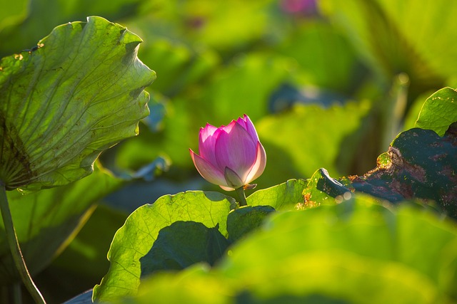 Loto, Flor, Flor De Loto, Flor Rosa