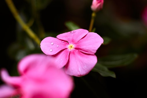 Free Phloxes Flowers photo and picture