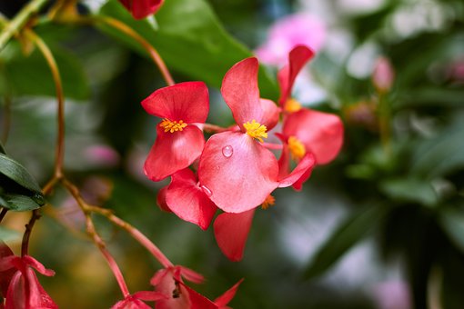 Free Flowers Dew photo and picture