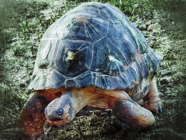 Testudinidae Astrochelys Radiata - Foto gratuita no Pixabay - Pixabay