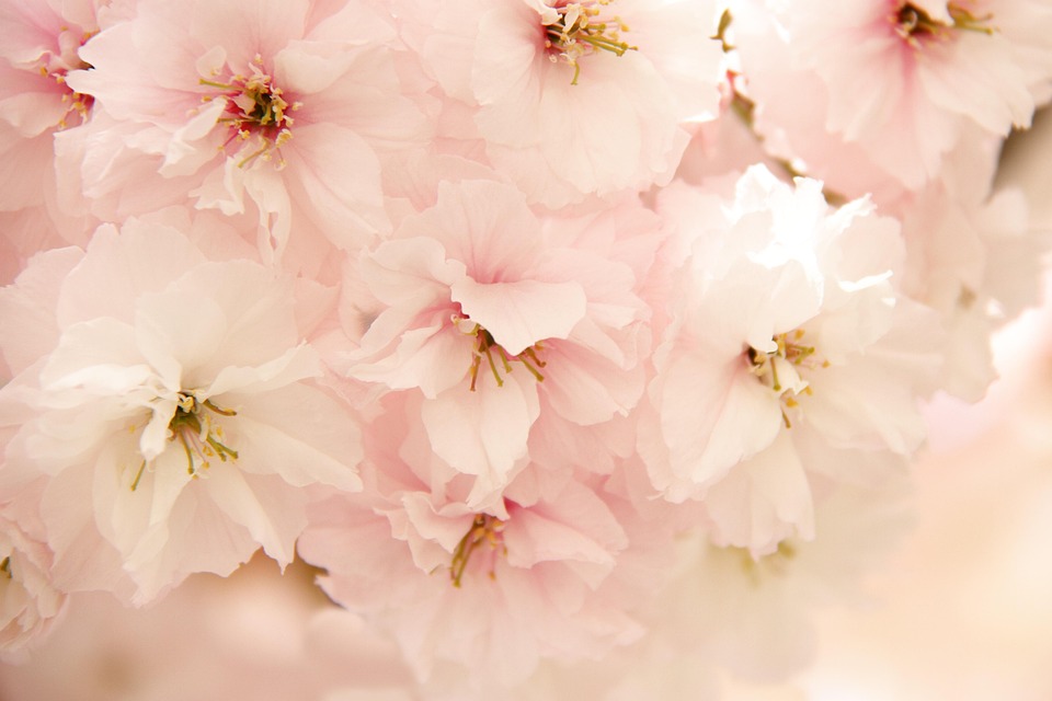 islandburner Tableau sur toile Sakura Fleurs Eau Rose Fleurs De Cerisier Pétales Gouttes KI Beautiful D Cadre Affiche Poster Murale Tableaux