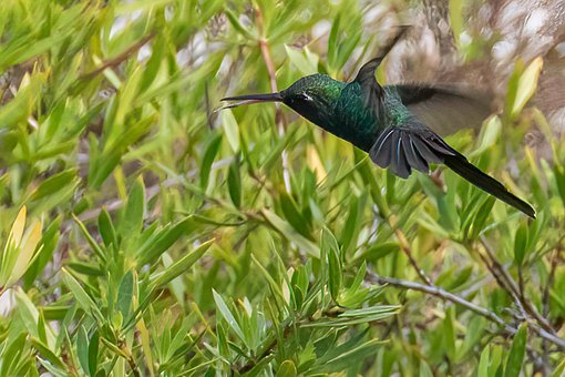 Cuba, Grøn-Tailed Smaragd, Kolibri, Fugl