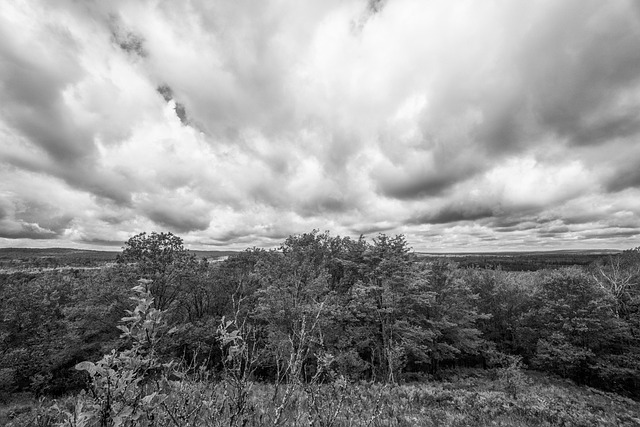 Nubes, Bosque, Naturaleza, Cielo