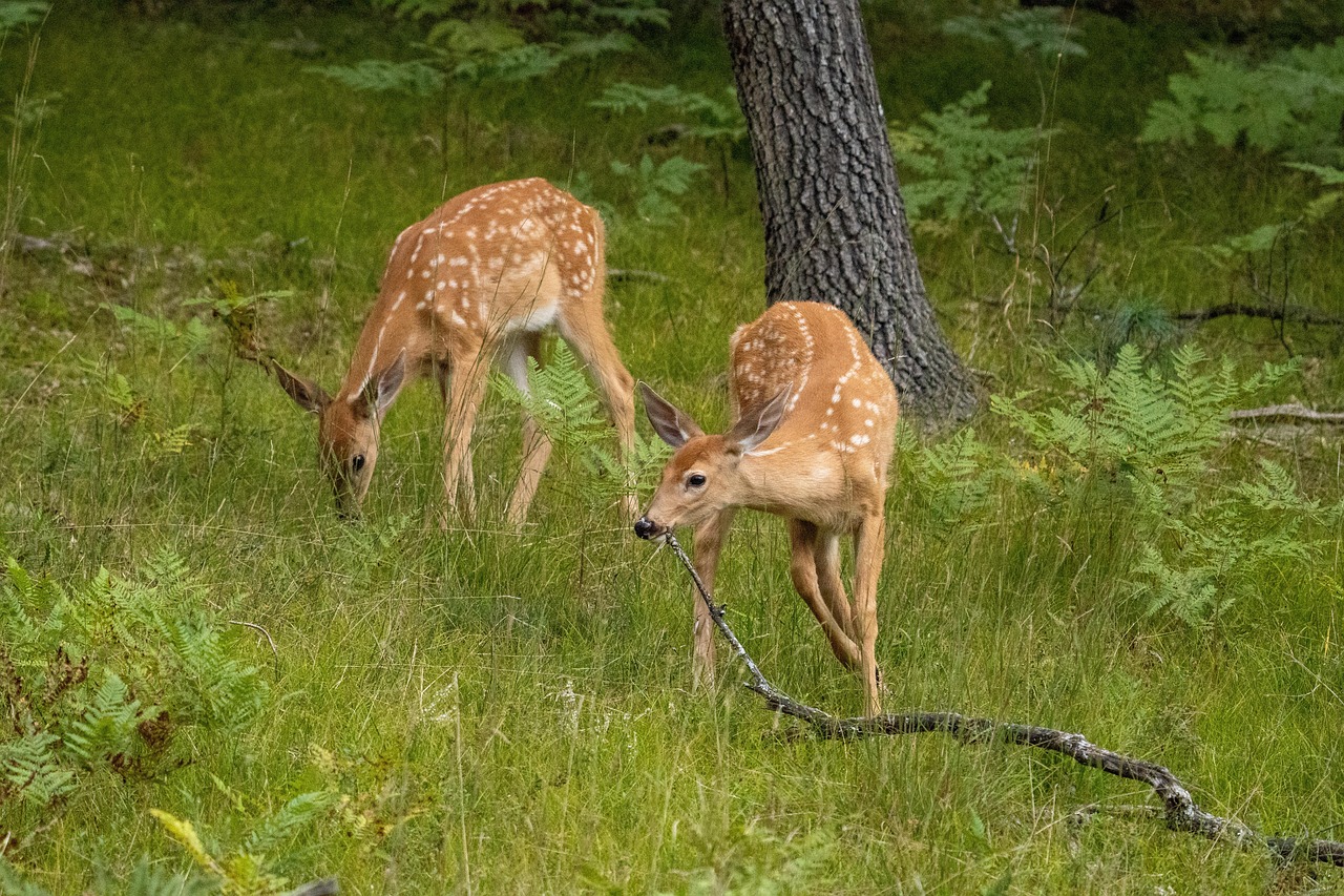 Faunets Deers Fawns Animals - Free photo on Pixabay