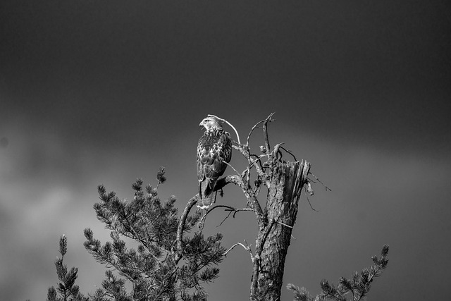 Halcón, Pájaro, Sentado, Animal, Plumas