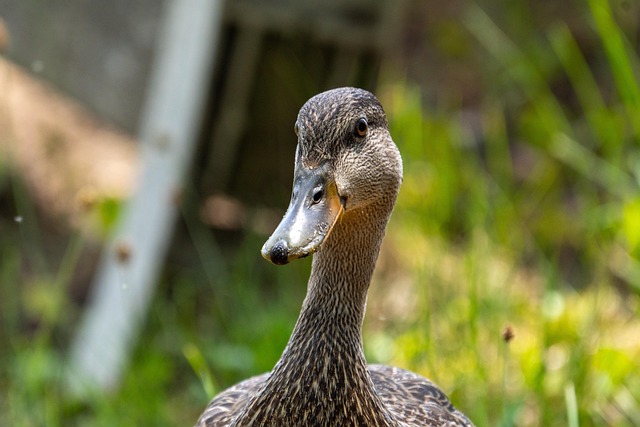 Pato, Pájaro, Animal, Aves Acuáticas