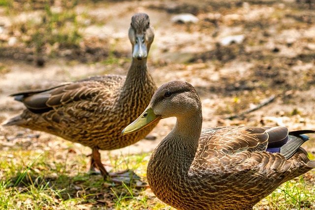 Patos, Aves, Animales