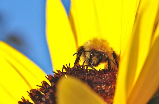 Hummel, Blumentapete, Biene