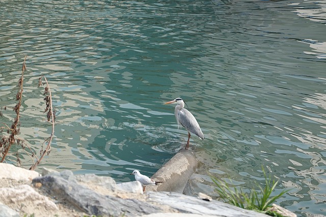 Free Common Heron New photo and picture