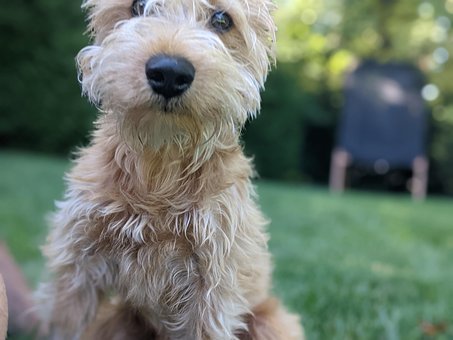 Hond, Puppy, Hoektand, Portret, Schattig