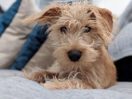 Hond, Puppy, Detailopname, Ruig