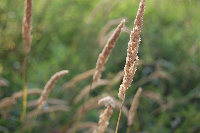 Spikes Grass Plants - Free photo on Pixabay - Pixabay