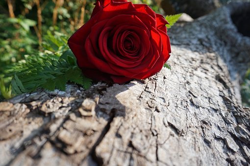 Free Rose Nature photo and picture