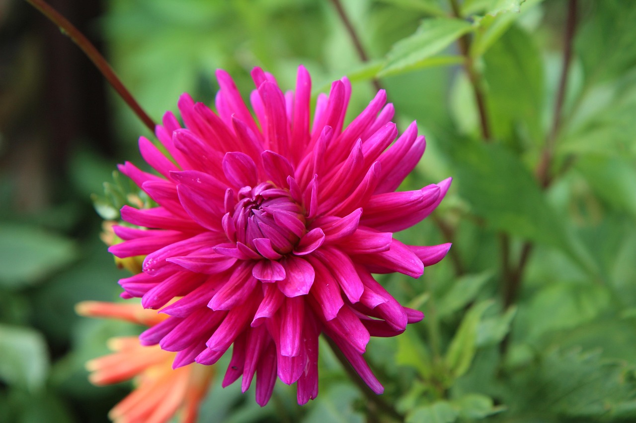 Dahlia Flower Plant Cactus Free photo on Pixabay Pixabay