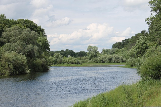 Flod, Skov, Natur, Landskab, Træer