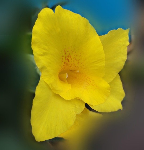 Sonnenblume, Blume, Natur