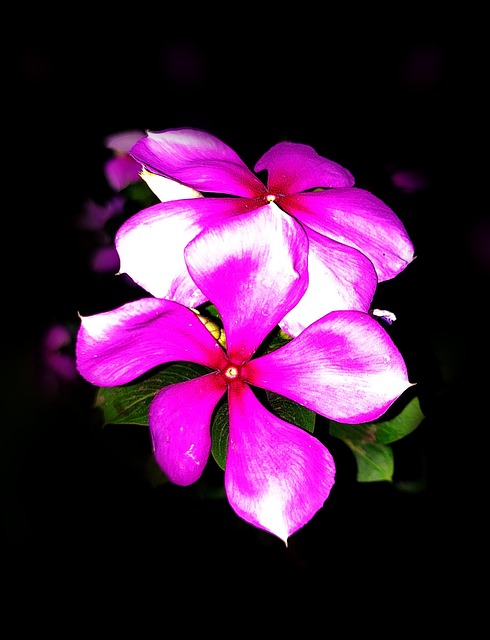 Blume, Natur, Schöne