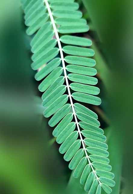 Grün, Handy-Hintergrundbild, Hintergrund