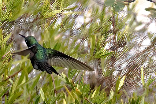 Cuba, Grøn-Tailed Smaragd, Kolibri, Fugl
