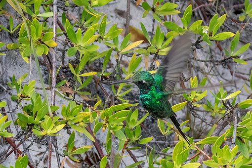 Cuba, Grøn-Tailed Smaragd, Kolibri, Fugl