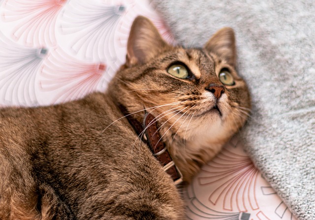 Katze, Katzenartig, Schnurrhaare