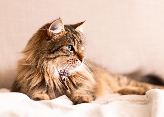 Free Cat Feline photo and picture Free Cat Feline photo and picture