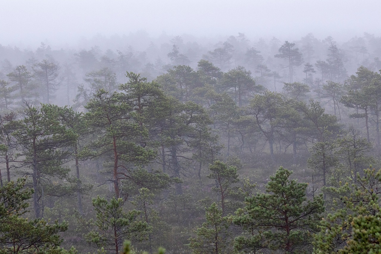 Trees - free online jigsaw puzzle photo