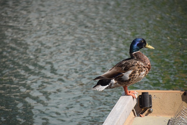 Free Lake Duck photo and picture