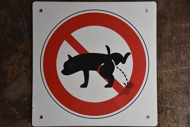 Frankreich, Singen, Hund, Haustier