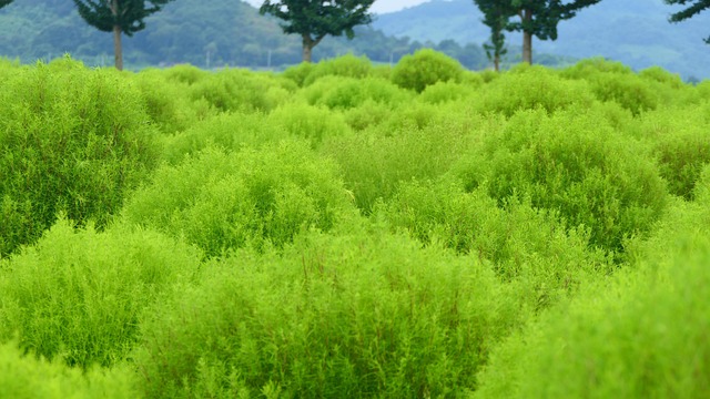 Free South Korea Trees photo and picture