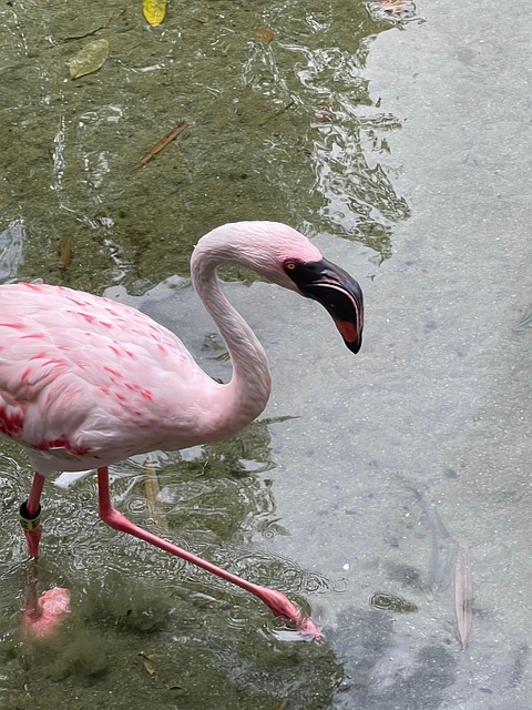 Free Flamingo Feathers photo and picture