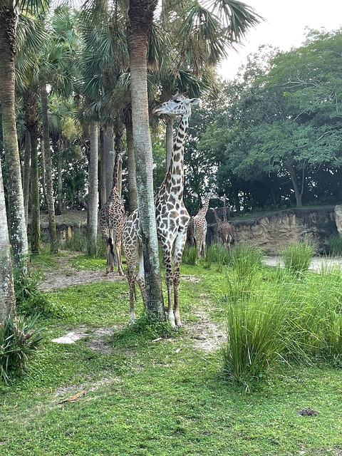 Free Giraffe Safari photo and picture