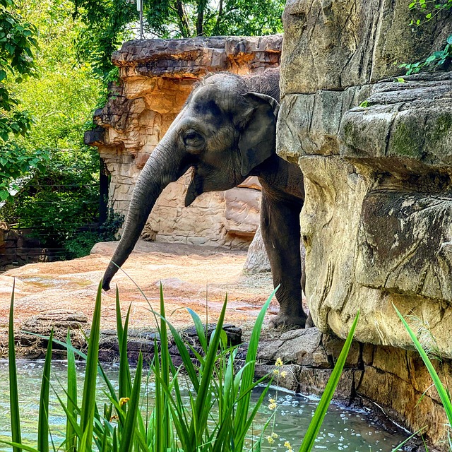 Free Elephant Zoo photo and picture