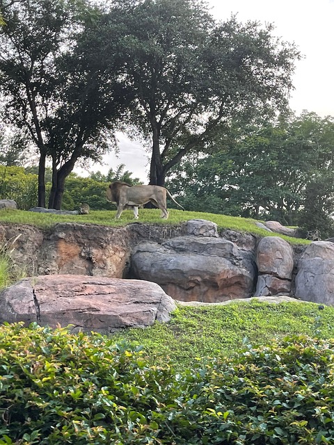 Free Lion Nature photo and picture