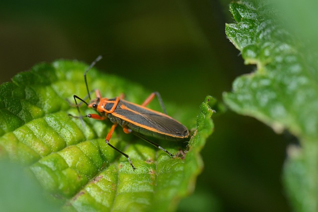 Free Dysdercus Bug photo and picture