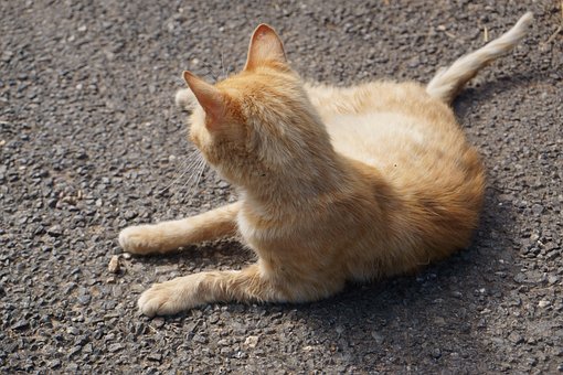 Plus De 50 Images De Chaton Roux Et De Chaton Pixabay