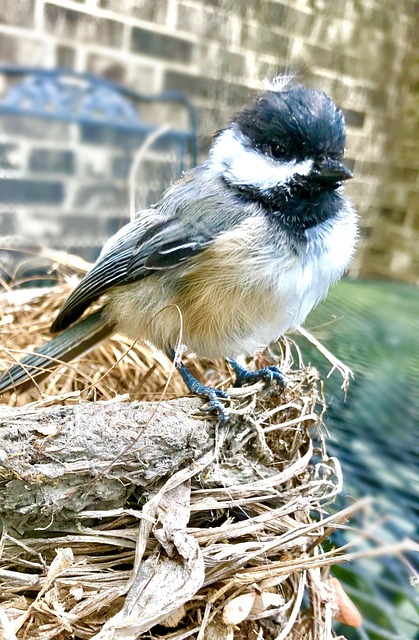 Free Nuthatch Nest photo and picture
