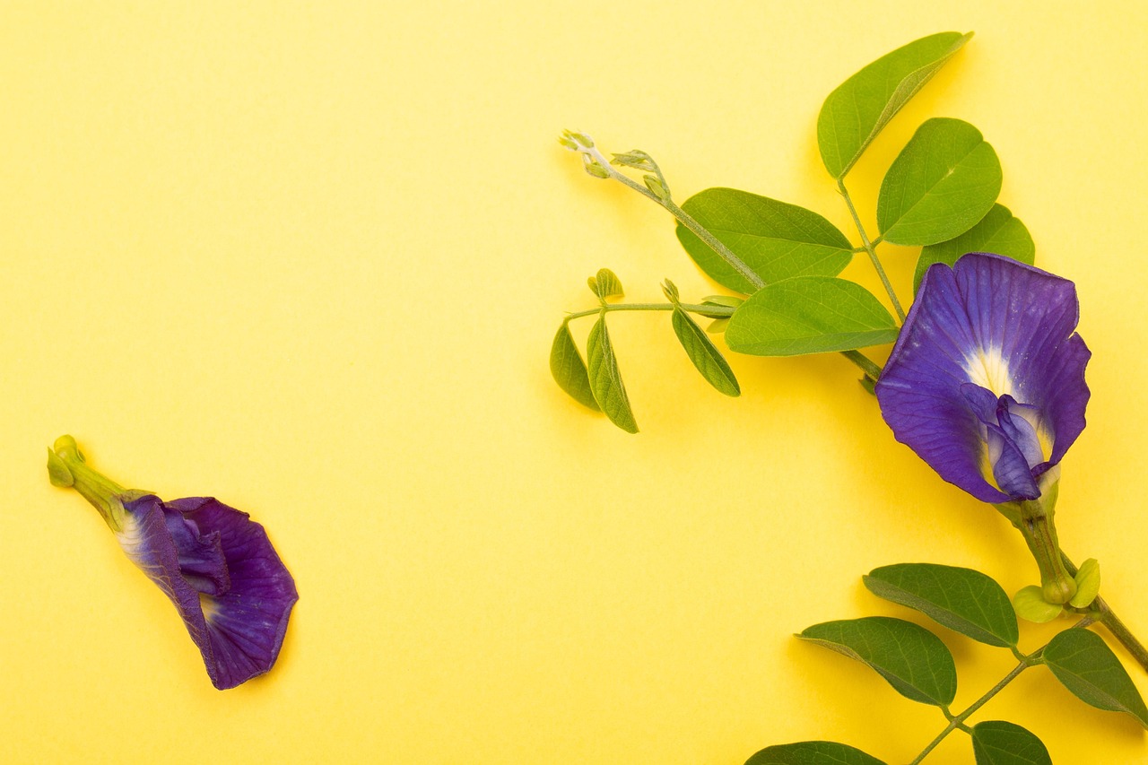Flowers Bloom Decoration Free photo on Pixabay Pixabay