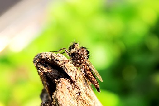 Mosca Ladrão, Inseto, Natureza