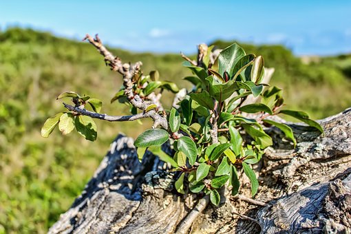 Tronco De Árvore, Planta, Natureza