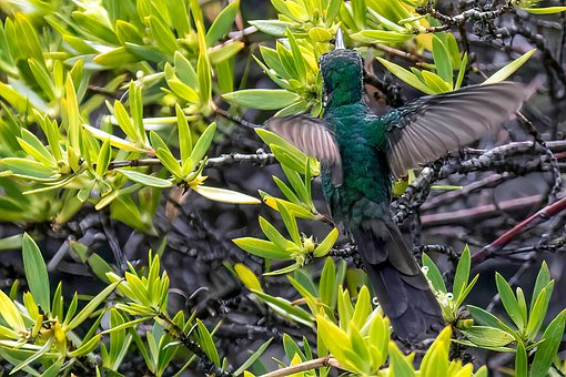 Cuba, Grøn-Tailed Smaragd, Kolibri, Fugl