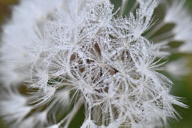 Free Dandelion Flower photo and picture
