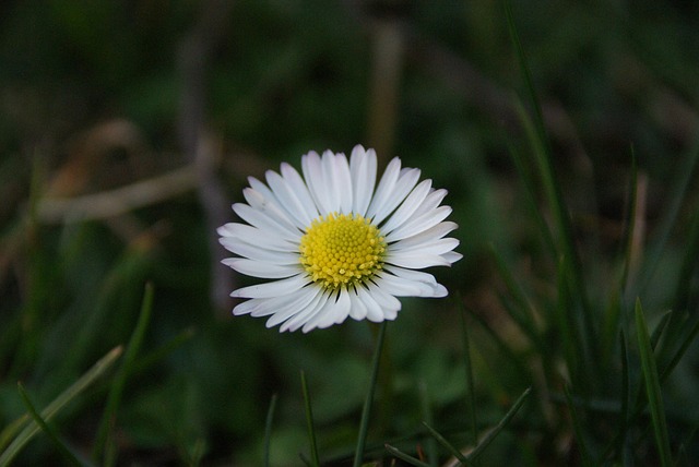 Free Daisy Flower photo and picture