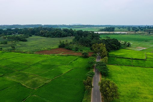 Campo, Prado, Relva, Campo De Arroz