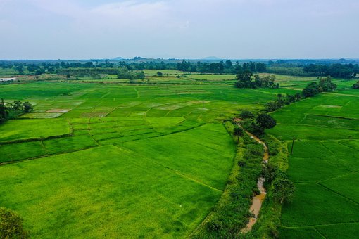 Campo, Prado, Relva, Campo De Arroz