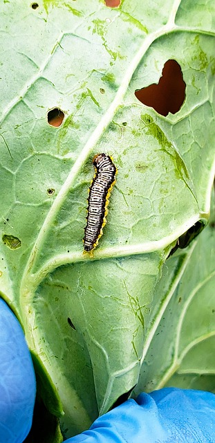Free Caterpillar Kale Leaf photo and picture