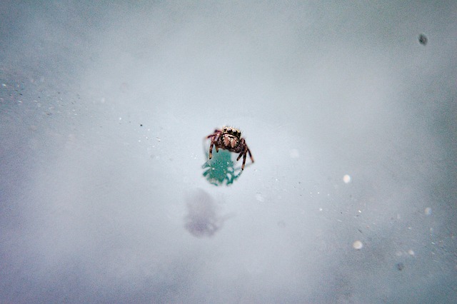 Free Jumping Spider Up-Close photo and picture
